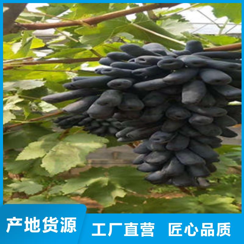 葡萄苗苹果苗多年实力厂家