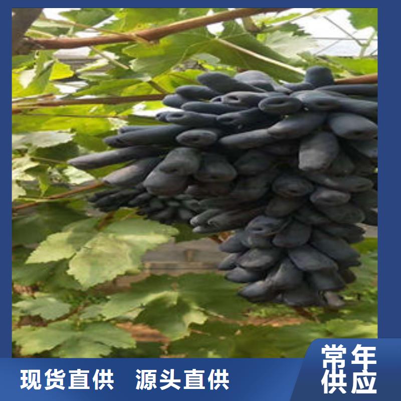 葡萄苗板栗苗快速物流发货