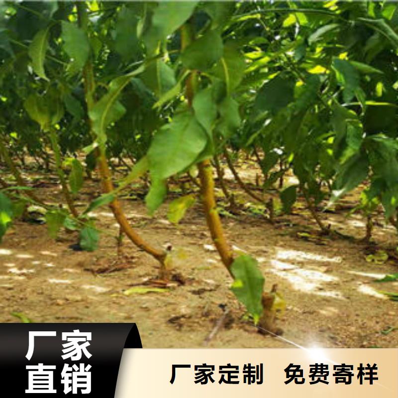 【葡萄苗板栗苗品质卓越】