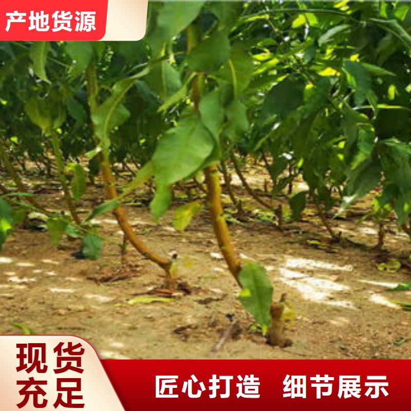 【葡萄苗苹果苗支持大小批量采购】