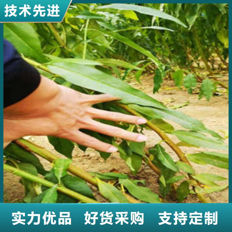 葡萄苗-花椒苗精心打造
