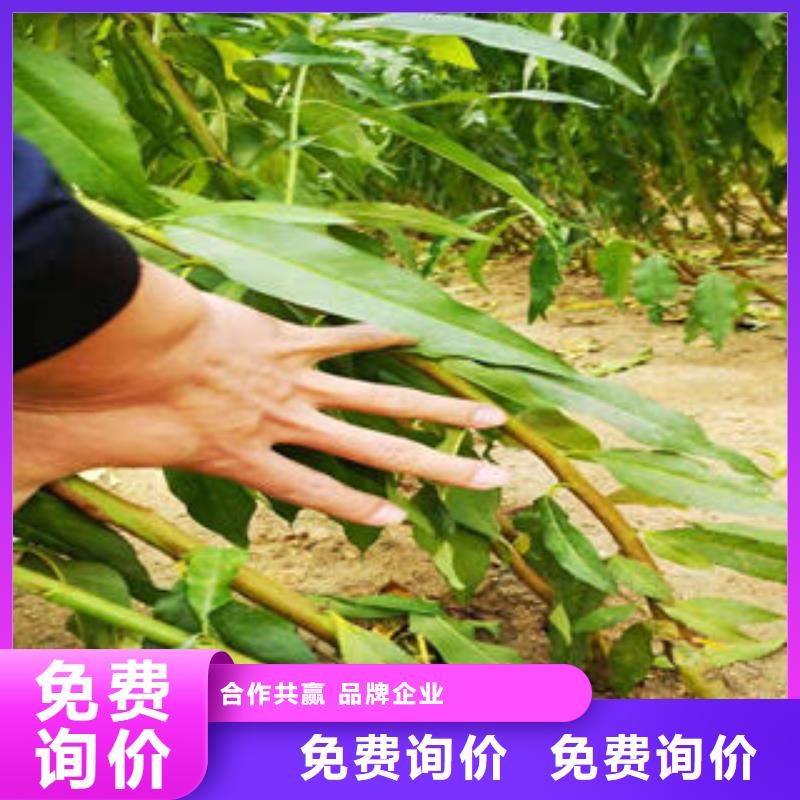 葡萄苗桃树苗自有厂家