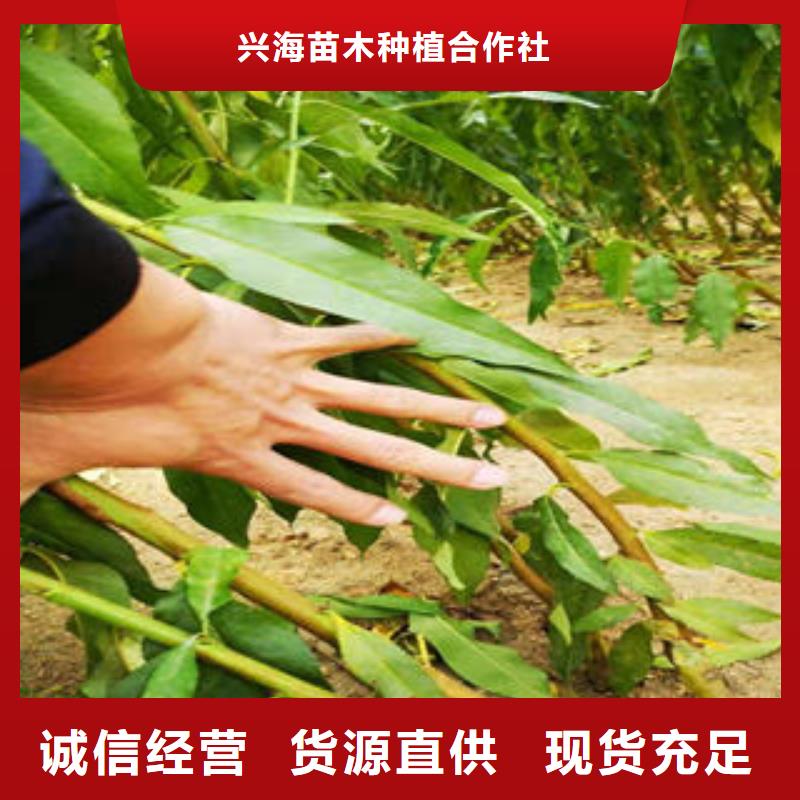 葡萄苗板栗苗准时交付