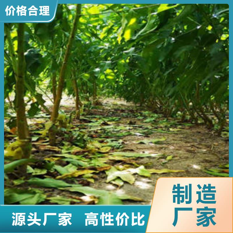 葡萄苗苹果苗多行业适用