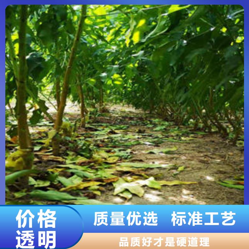 葡萄苗板栗苗厂家十分靠谱