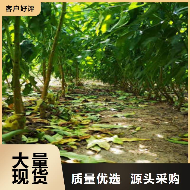 葡萄苗山楂苗订制批发