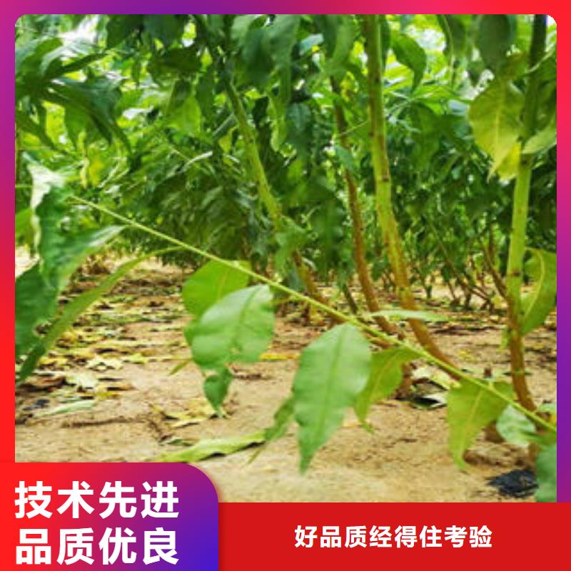 葡萄苗-花椒苗精心打造