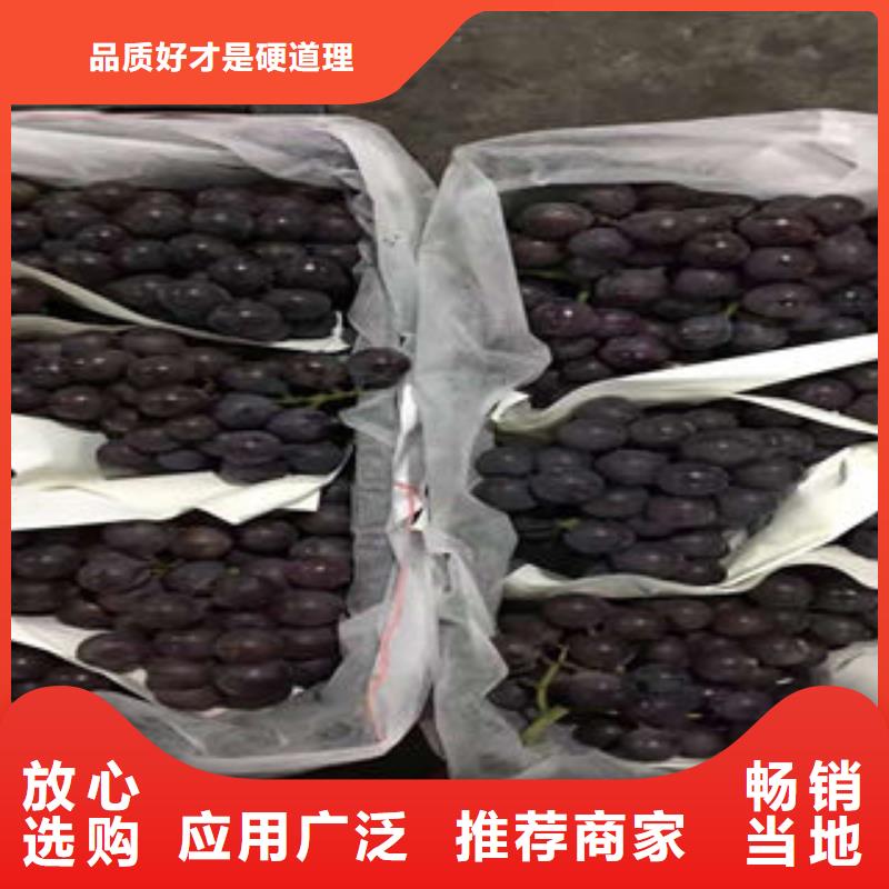 葡萄苗_李子苗细节决定品质
