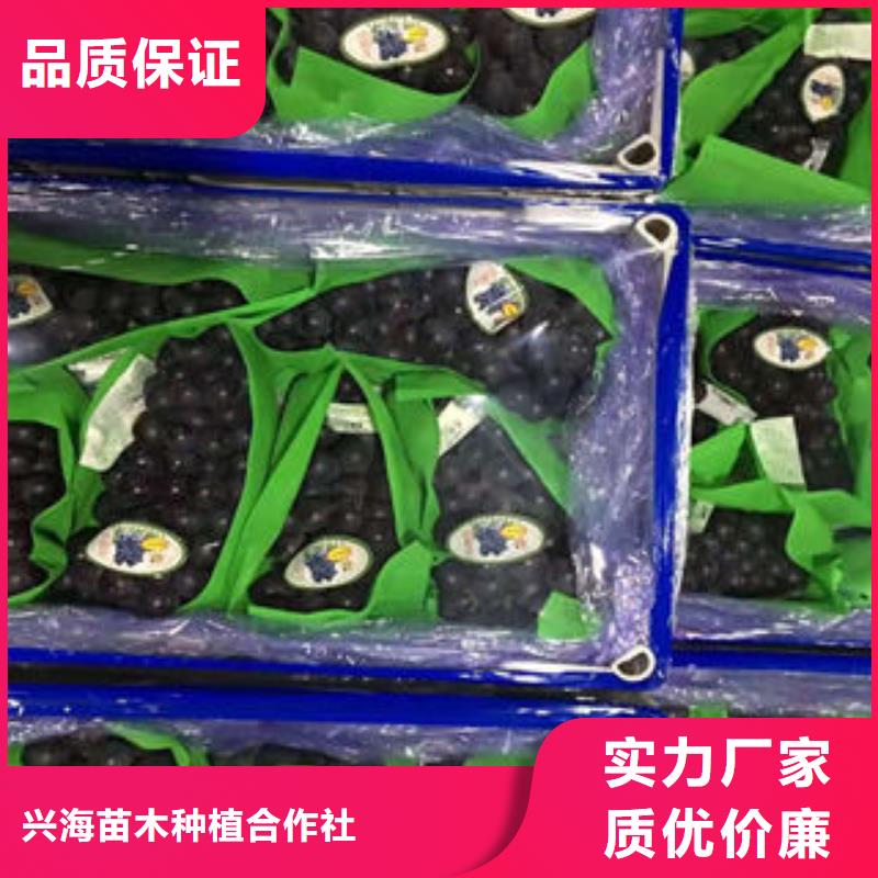 葡萄苗核桃苗匠心打造