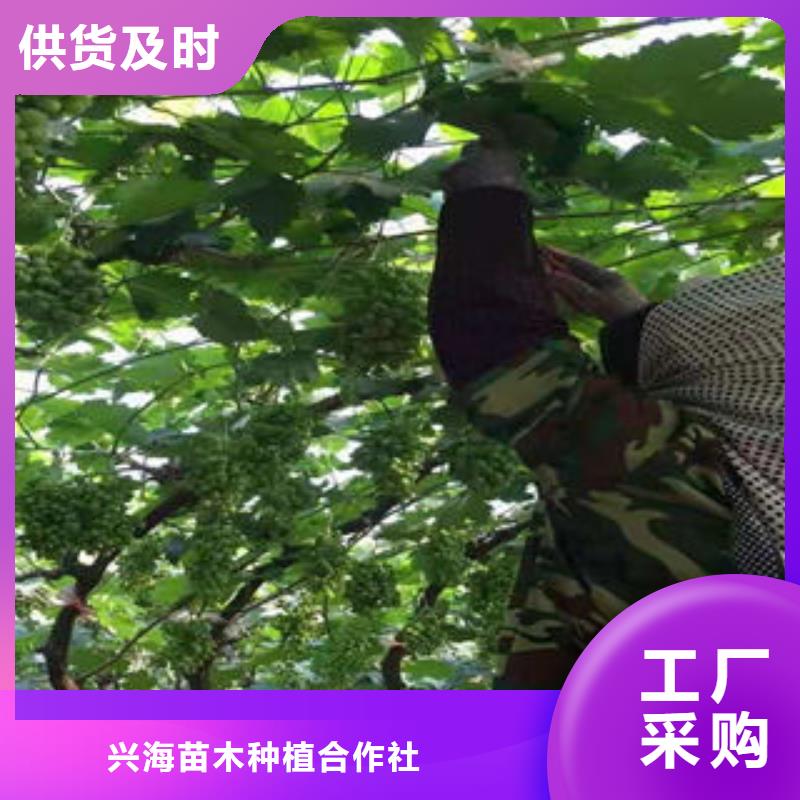 葡萄苗山楂苗订制批发
