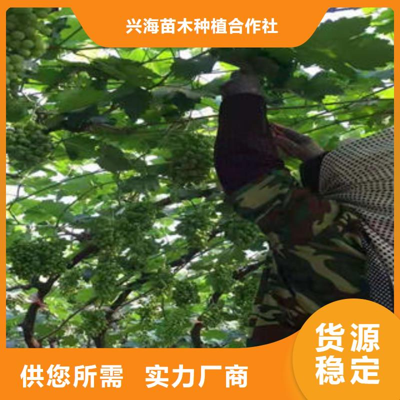 葡萄苗板栗苗准时交付