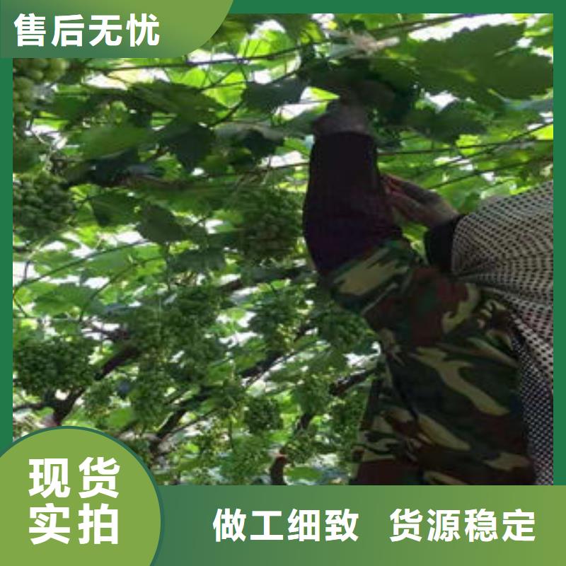 葡萄苗核桃苗匠心打造