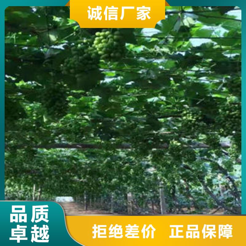葡萄苗桃树苗工艺成熟
