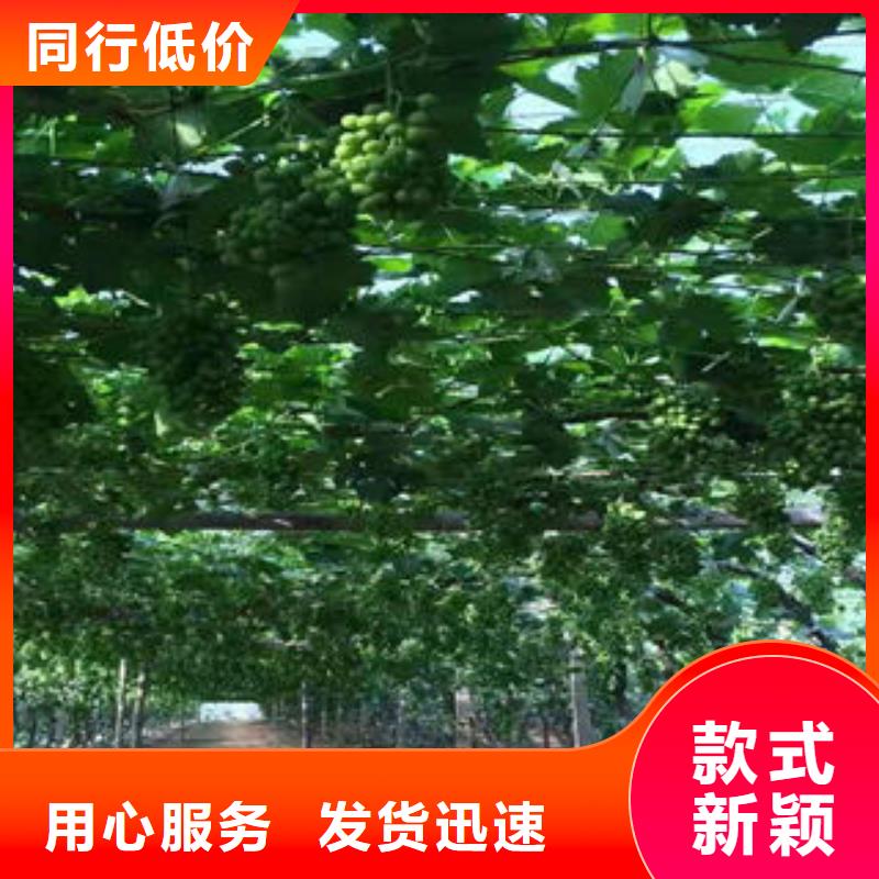 【葡萄苗苹果苗支持大小批量采购】