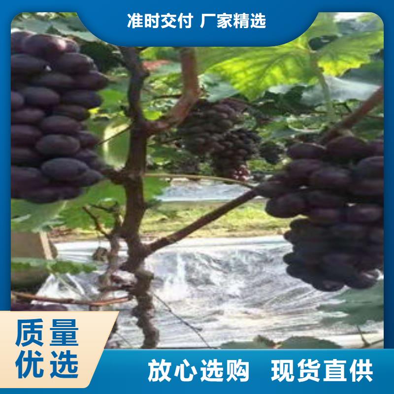 【葡萄苗梨树苗服务周到】
