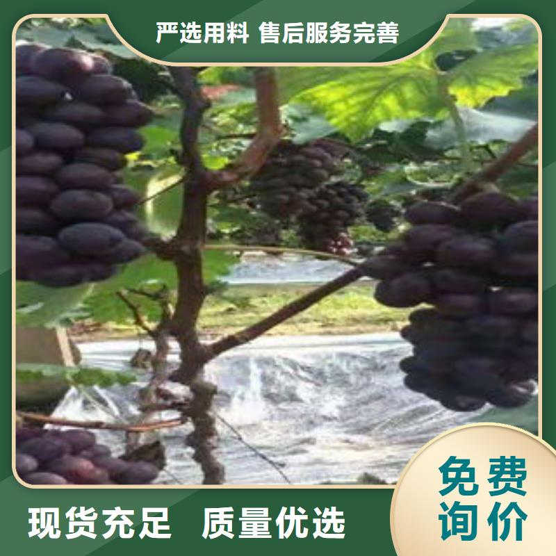 葡萄苗-花椒苗精心打造