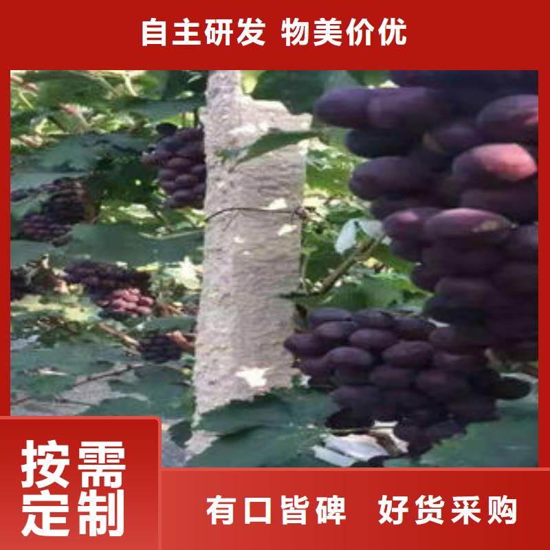 【葡萄苗】板栗苗免费获取报价