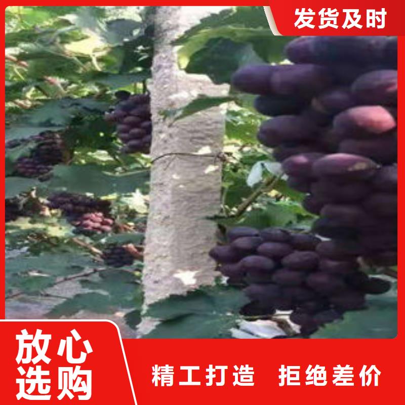 葡萄苗梨树苗现货充裕