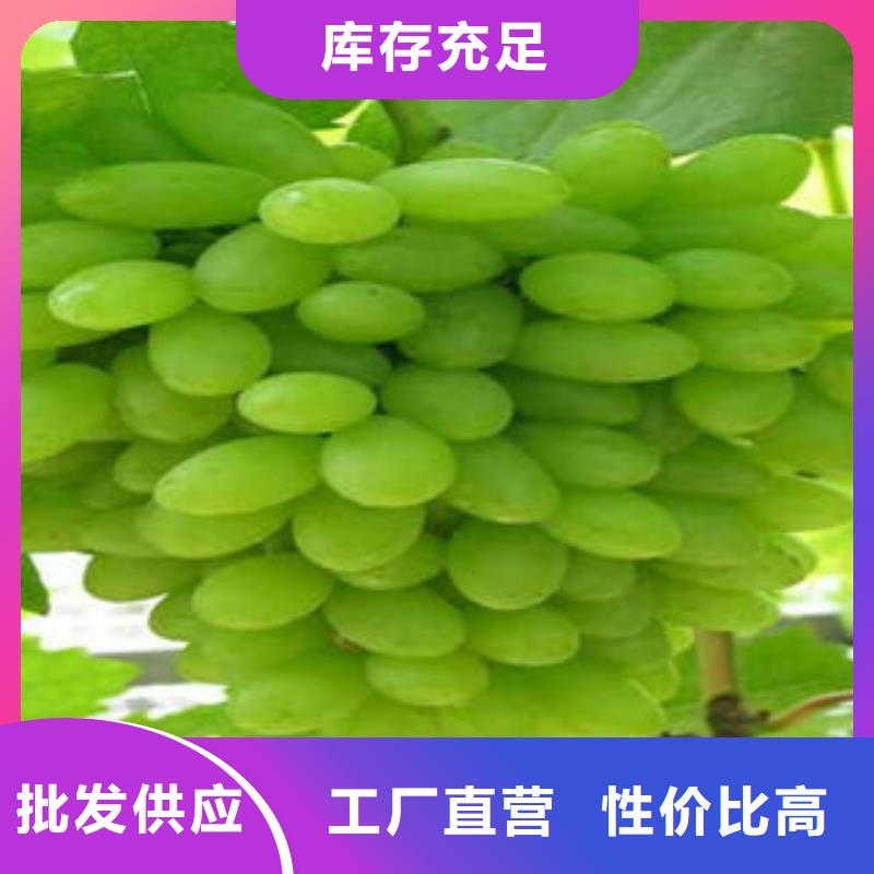 葡萄苗梨树苗厂家货源稳定