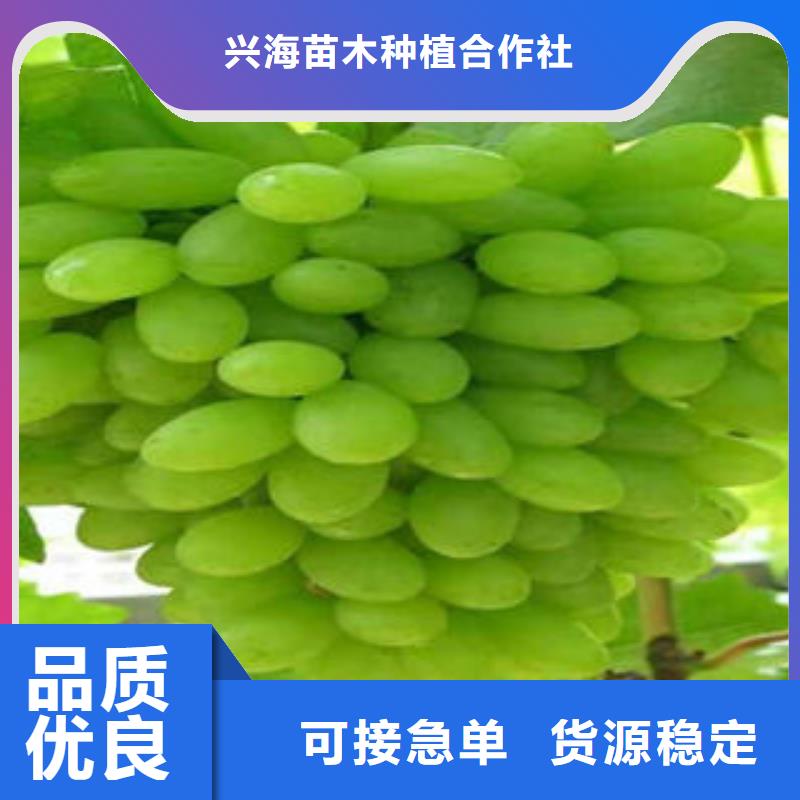 葡萄苗梨树苗快速发货