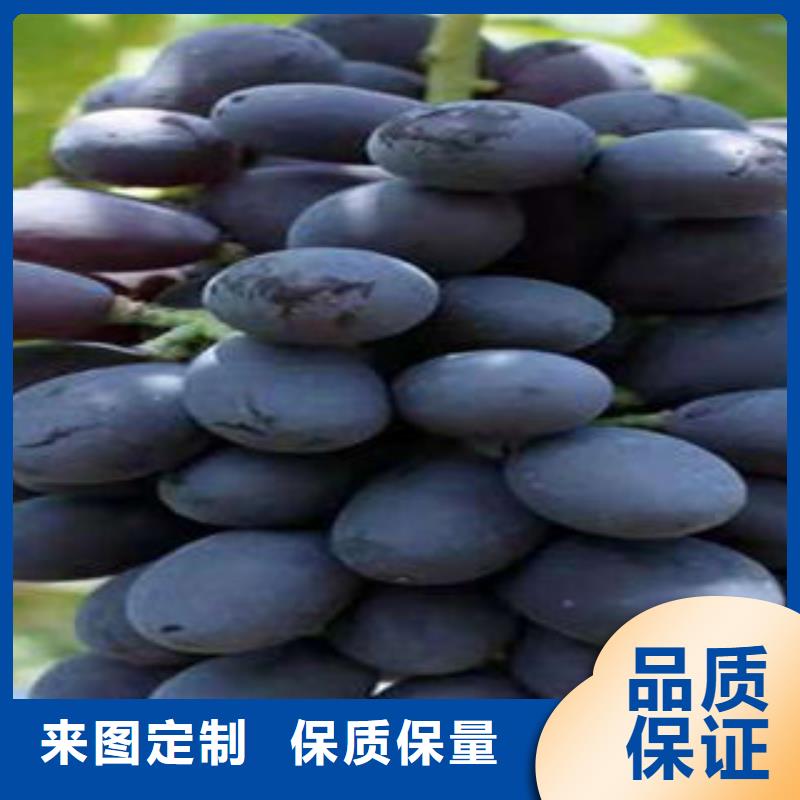 葡萄苗板栗苗精选货源