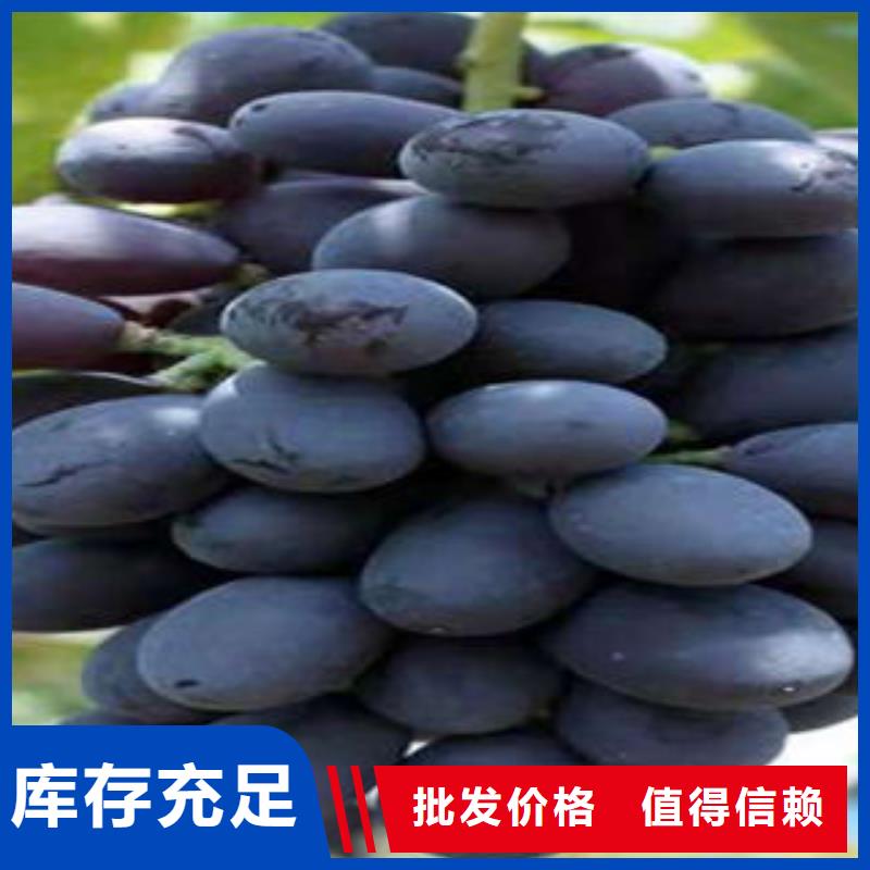 葡萄苗山楂苗订制批发