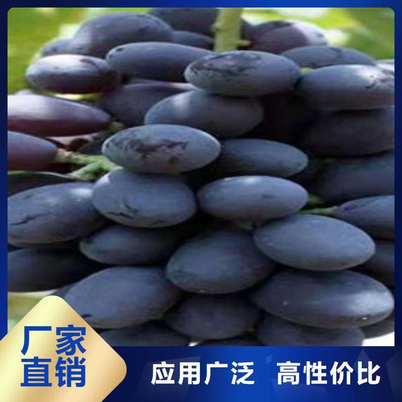 葡萄苗桃树苗一个起售