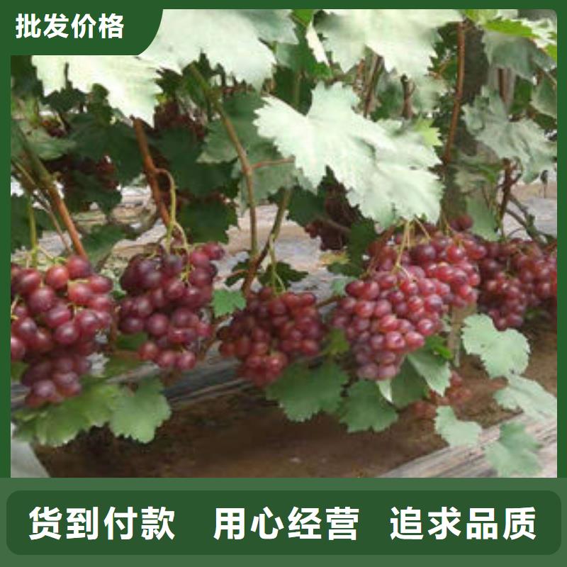 【葡萄苗】板栗苗免费获取报价