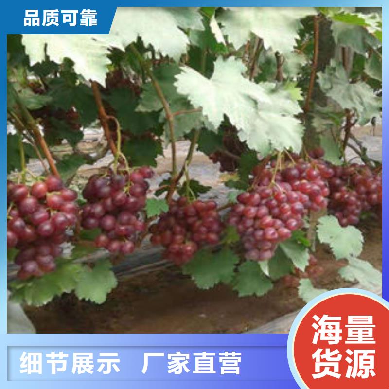 葡萄苗桃树苗自有厂家