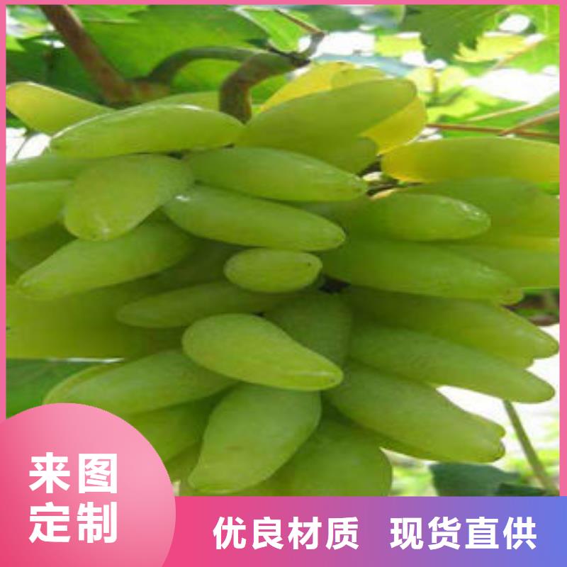 葡萄苗-花椒苗精心打造