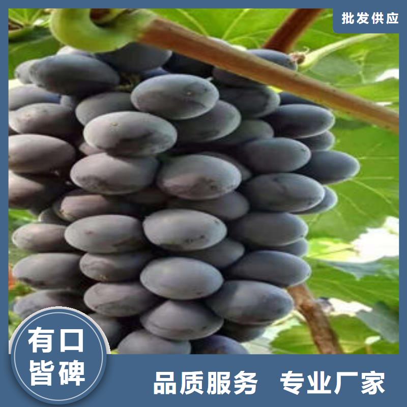 【葡萄苗】板栗苗免费获取报价