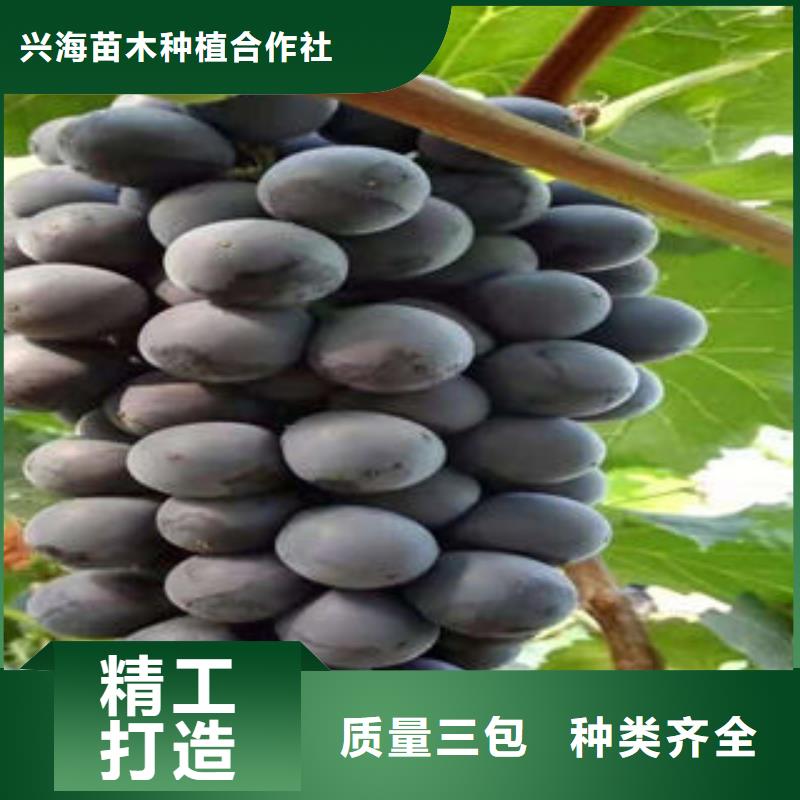 葡萄苗苹果苗商家