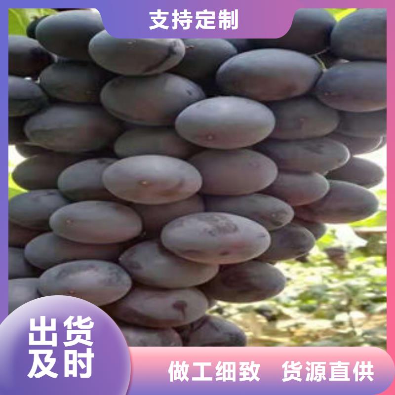 葡萄苗板栗苗准时交付