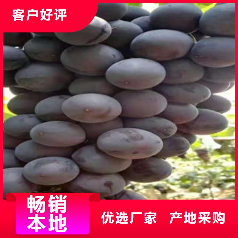 葡萄苗苹果苗多行业适用