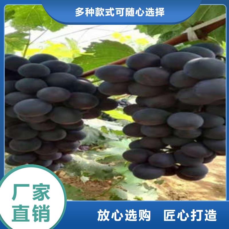 葡萄苗_花椒苗今年新款