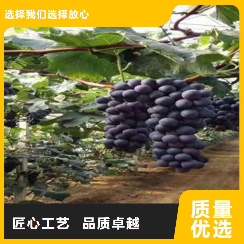 葡萄苗材质实在