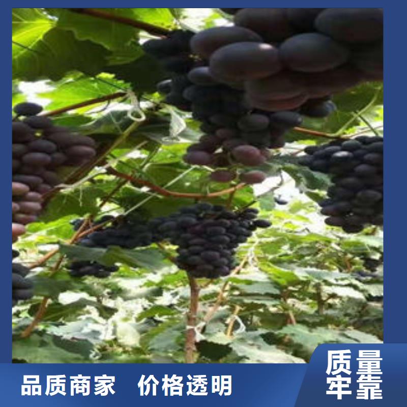 葡萄苗,梨树苗专注品质