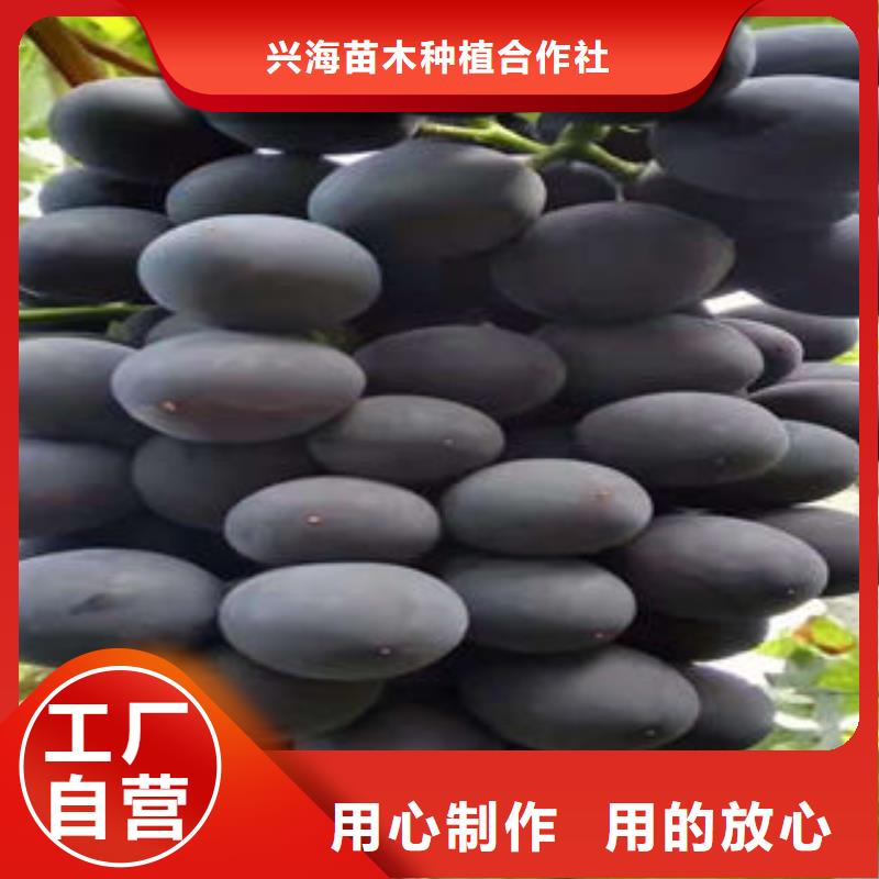 葡萄苗-花椒苗精心打造