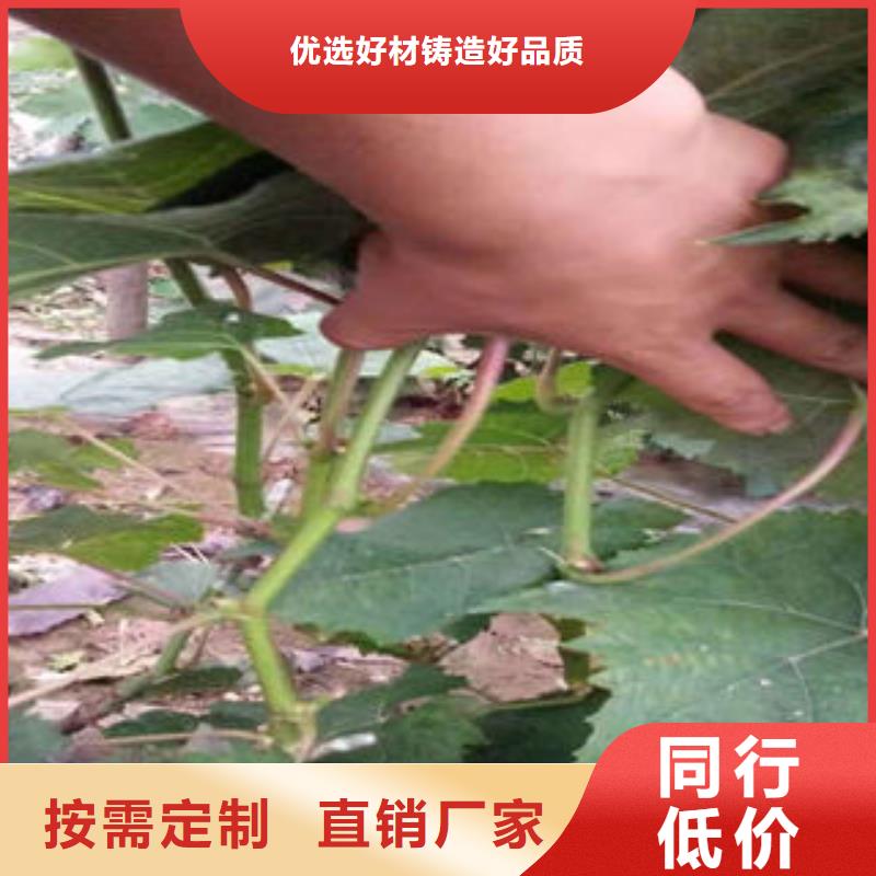 葡萄苗梨树苗厂家货源稳定