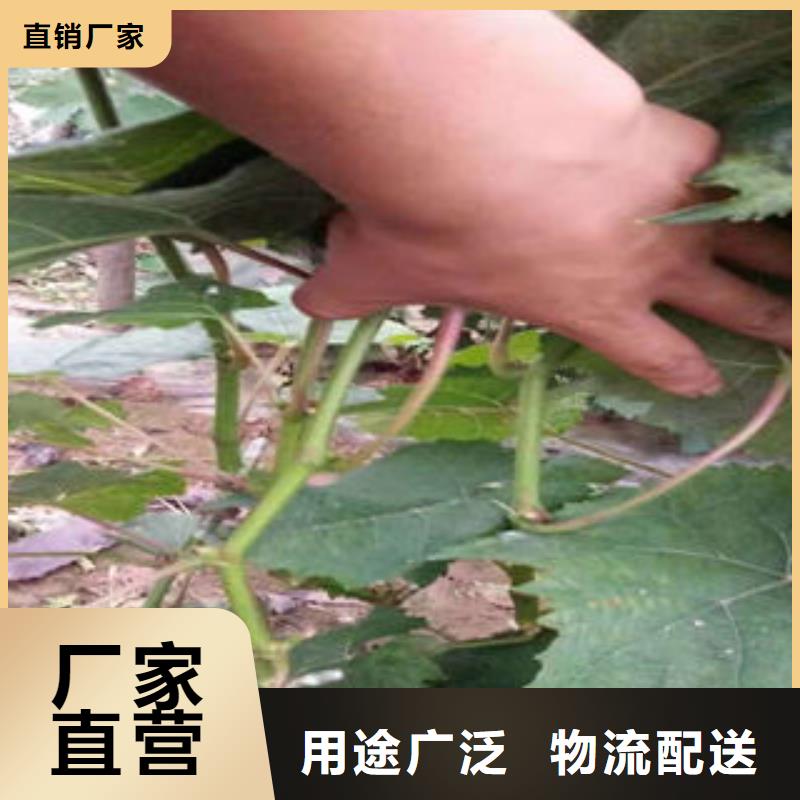 葡萄苗-花椒苗精心打造