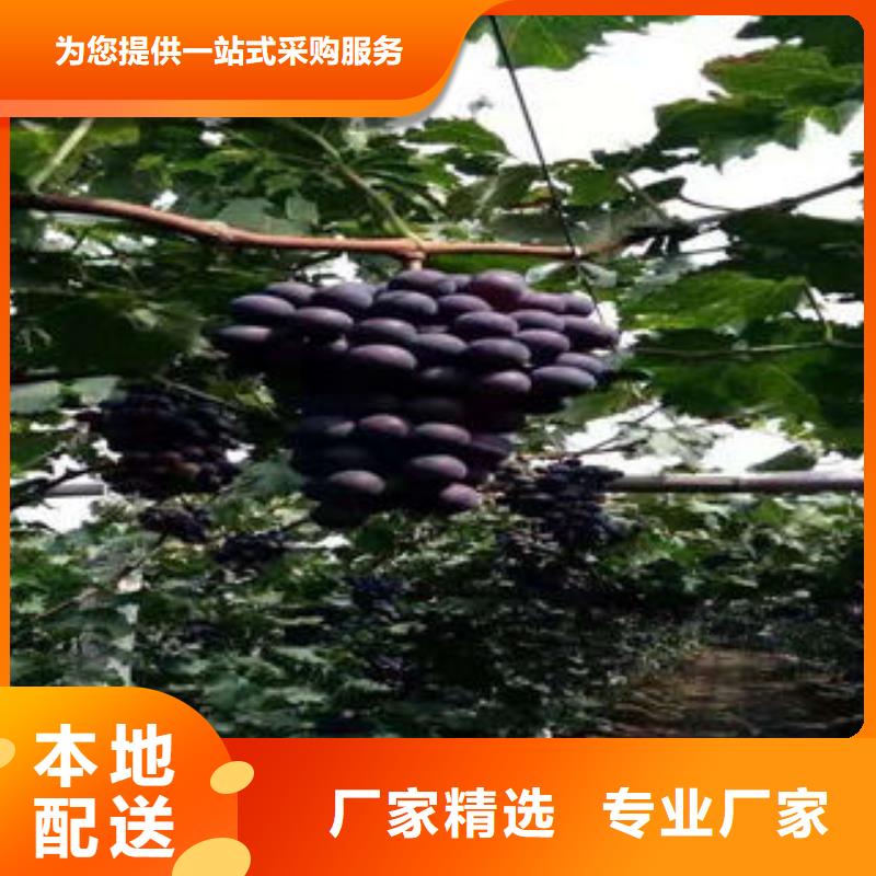 葡萄苗核桃苗匠心打造