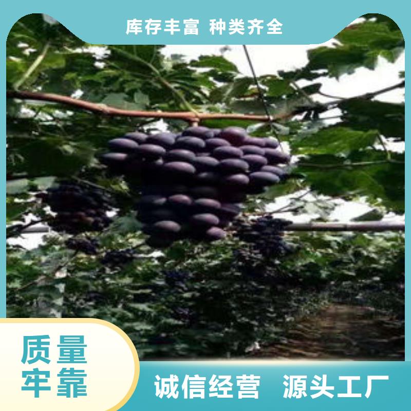 葡萄苗-花椒苗精心打造