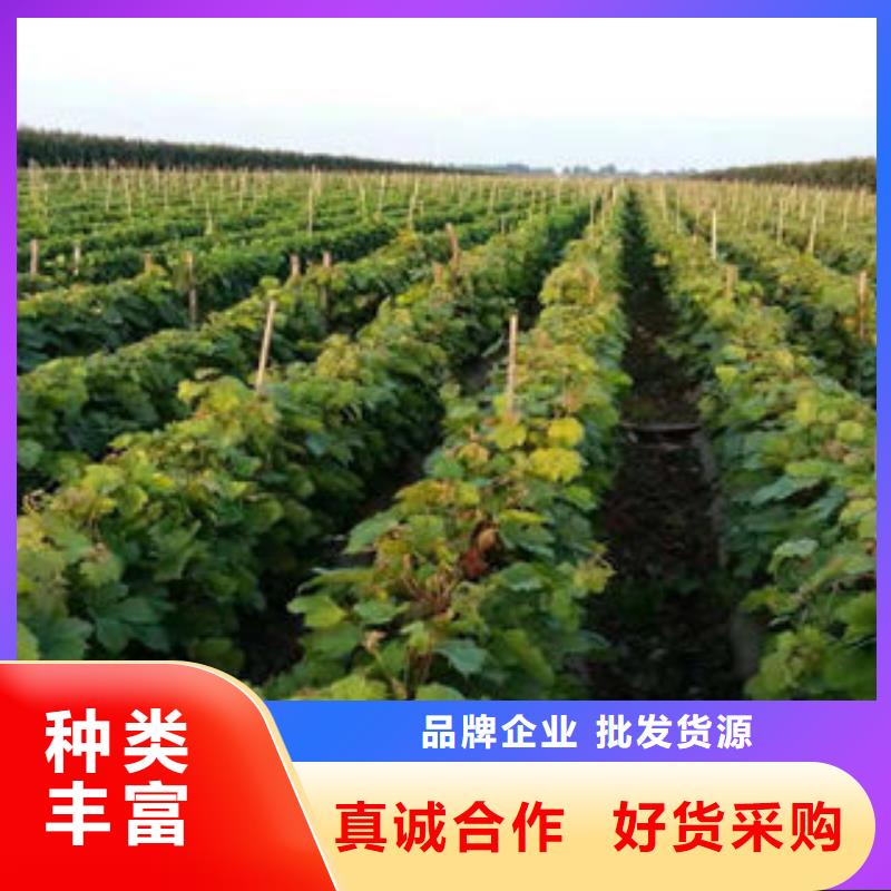 葡萄苗板栗苗准时交付