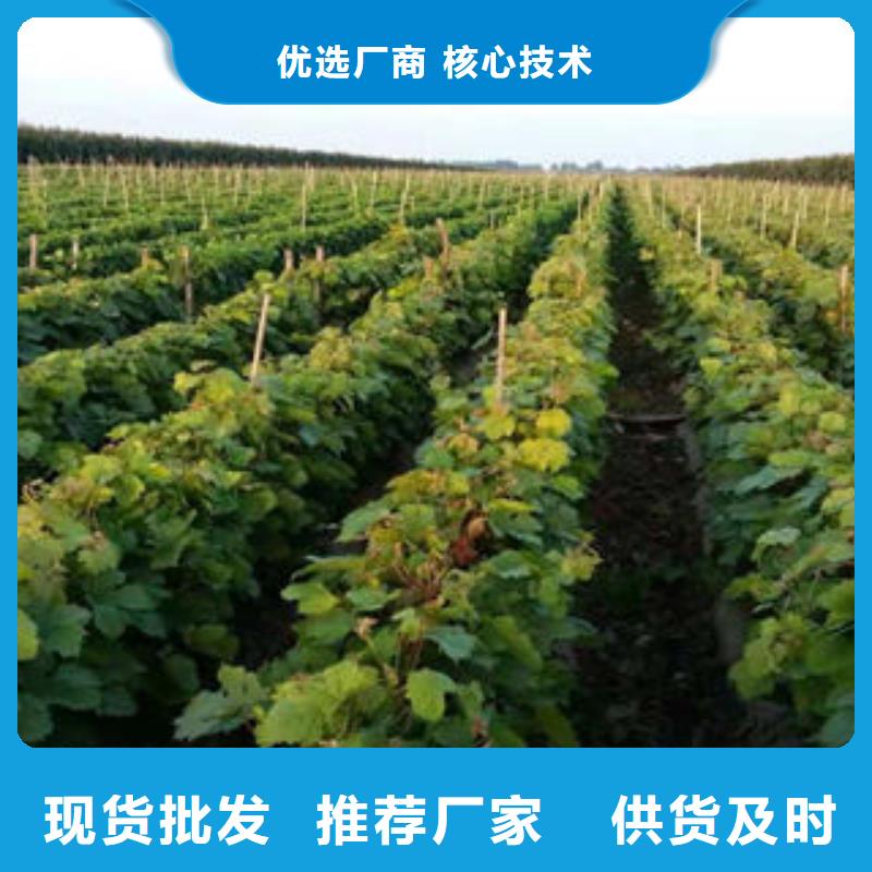 葡萄苗苹果苗多行业适用