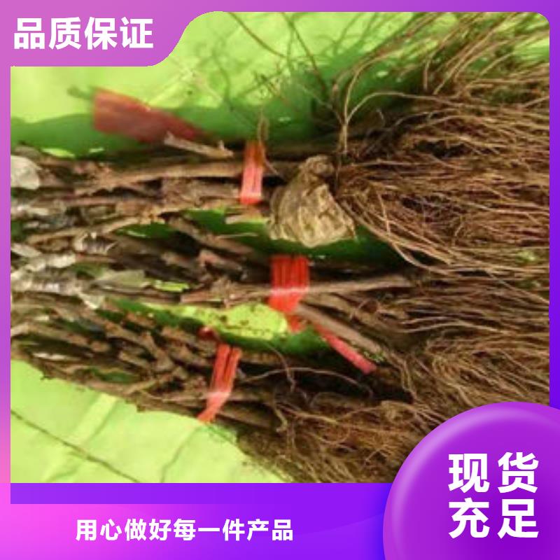 【葡萄苗苹果苗支持大小批量采购】