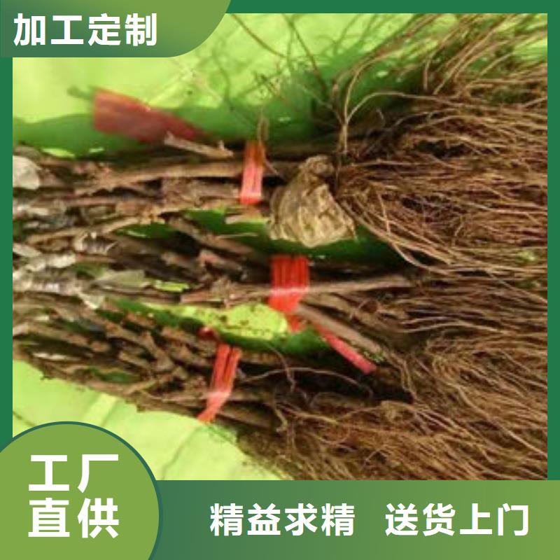 葡萄苗桃树苗自有厂家