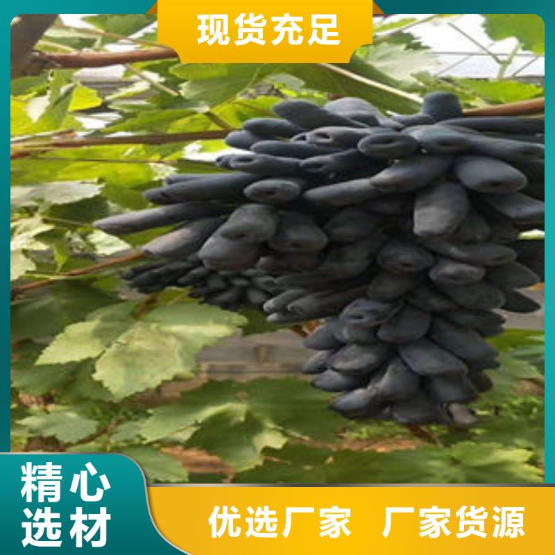 【葡萄苗苹果苗支持大小批量采购】