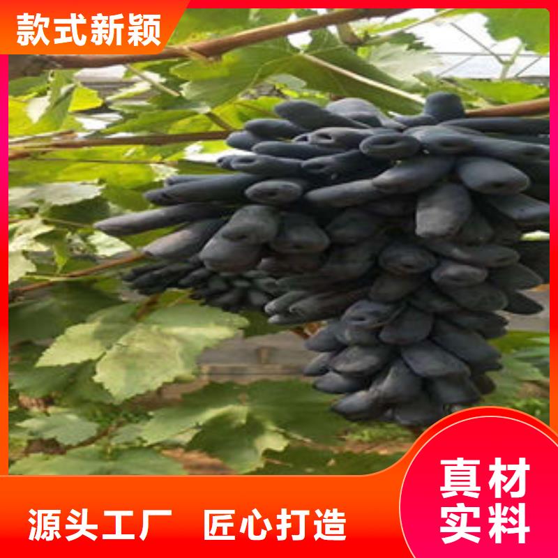【葡萄苗苹果苗支持大小批量采购】