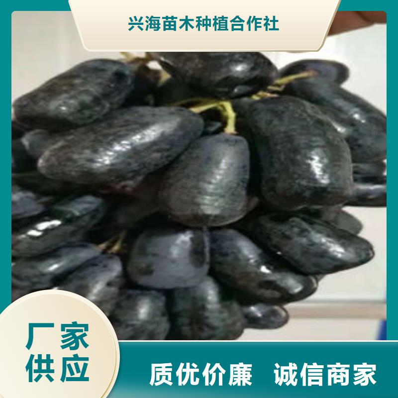葡萄苗桃树苗自有厂家
