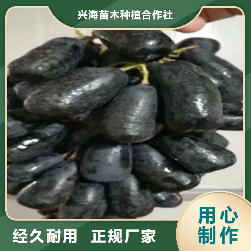 葡萄苗苹果苗多行业适用